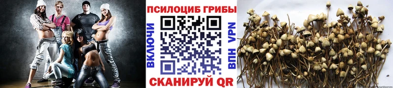 Псилоцибиновые грибы Psilocybe Мытищи